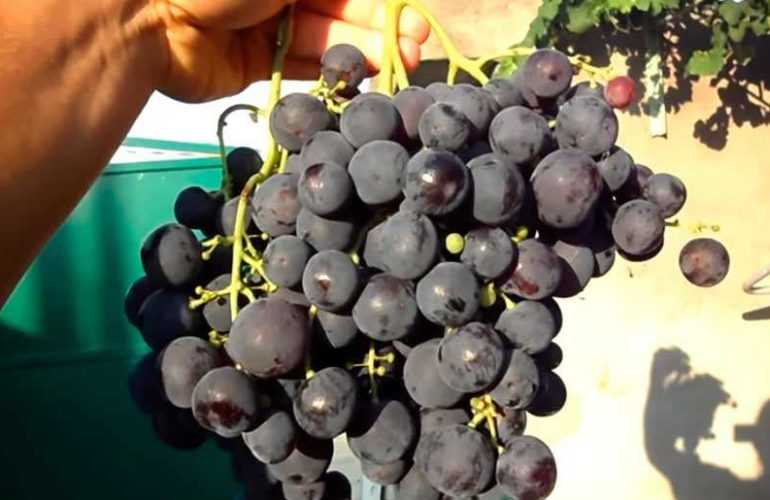Виноград «рошфор»: описание сорта, фото, отзывы