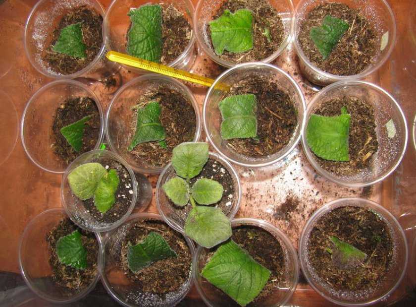 Как размножить садовый гибискус: черенками, семенами и делением