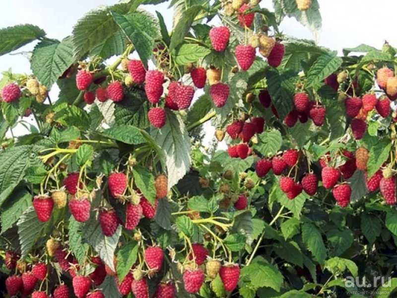 Секреты большого урожая – как выращивать сорт малины шапка мономаха?