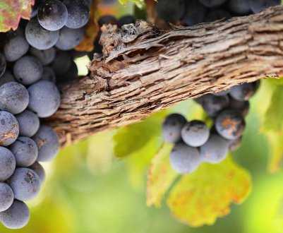 Виноград сенсация: описание и характеристики сорта, особенности ухода и фото