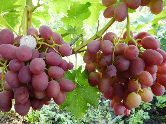 Виноград ливия: описание сорта, фото, посадка и уход, отзывы :: syl.ru