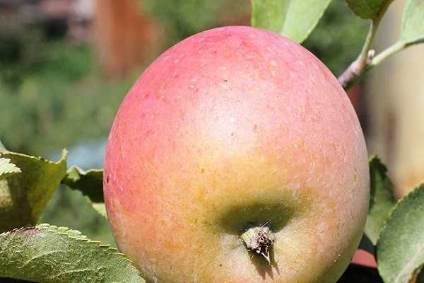 Описание сорта яблони авенариус: фото яблок, важные характеристики, урожайность с дерева