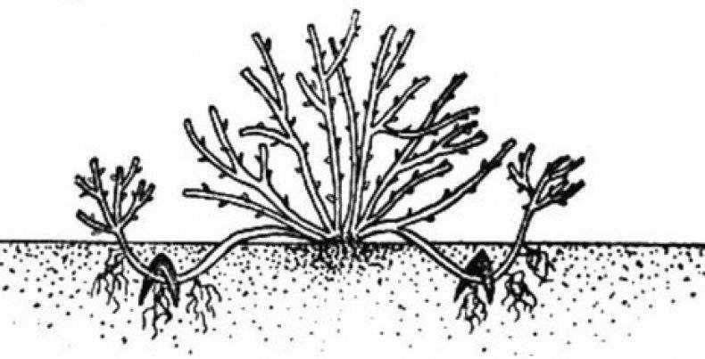 Размножение спиреи черенками: черенкование спиреи летом. как размножить весной и осенью? укоренение черенков