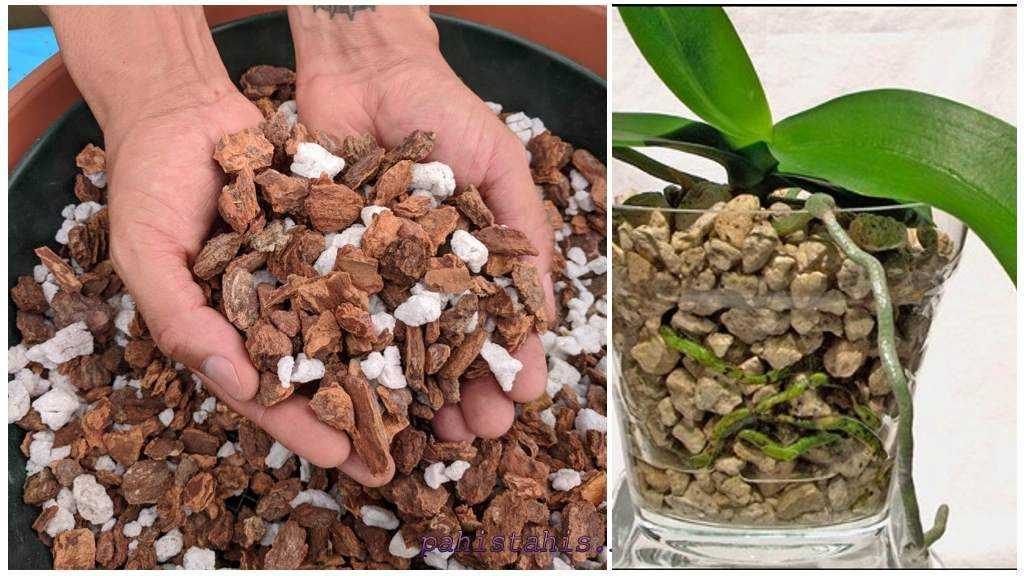 Кора для орхидей своими руками: как подготовить кору сосны самостоятельно