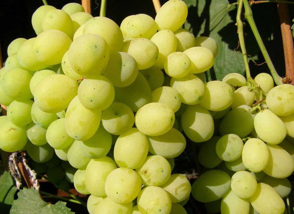 Виноград лора: описание сорта, обрезка винограда лора