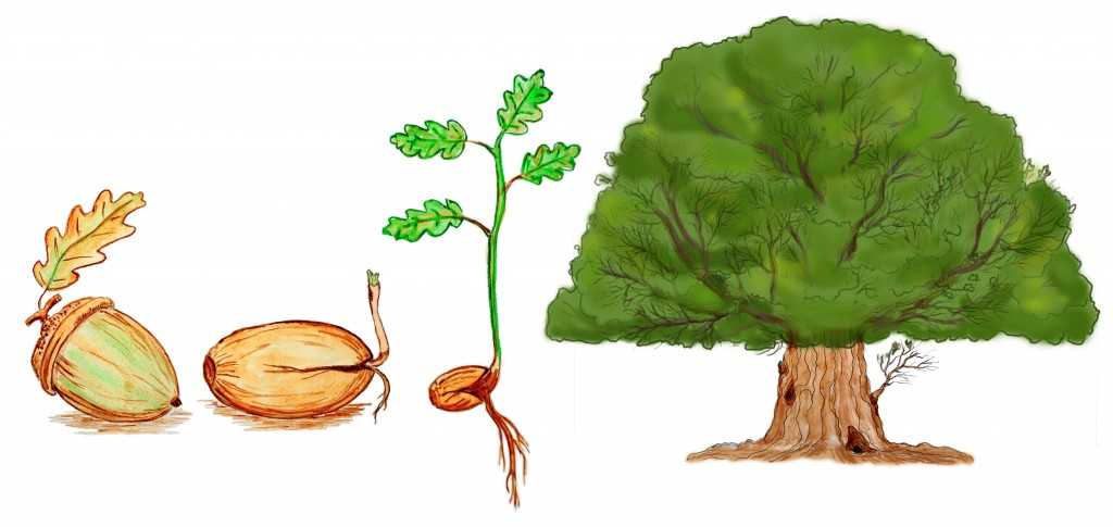 Дуб черешчатый (36 фото): описание дуба обыкновенного, название на латыни, корневая система и лист, «фастигиата» и другие сорта, семейство и цветки