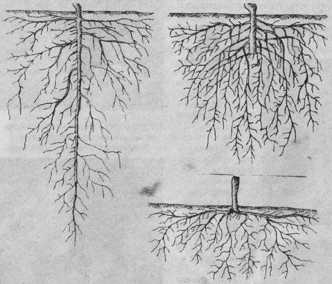 Корневая система растений, как правильно определить размеры корневой системы плодового дерева, полезные советы