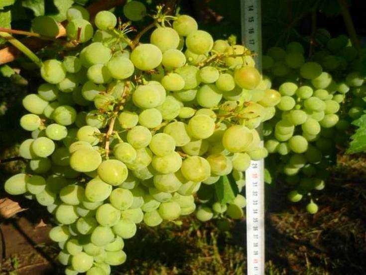 Виноград алешенькин: описание и характеристики столового сорта, особенности посадки и ухода + отзывы виноградарей