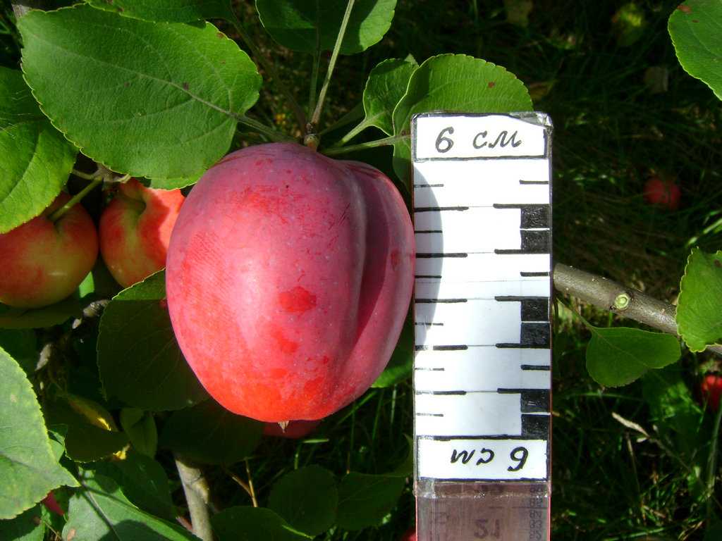Яблоня смугляночка: особенности сорта и ухода