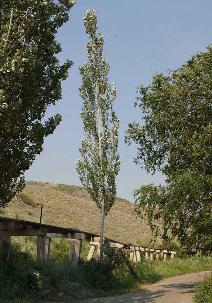Тополь чёрный, или осокорь - populus nigra | russianpermaculture.ru