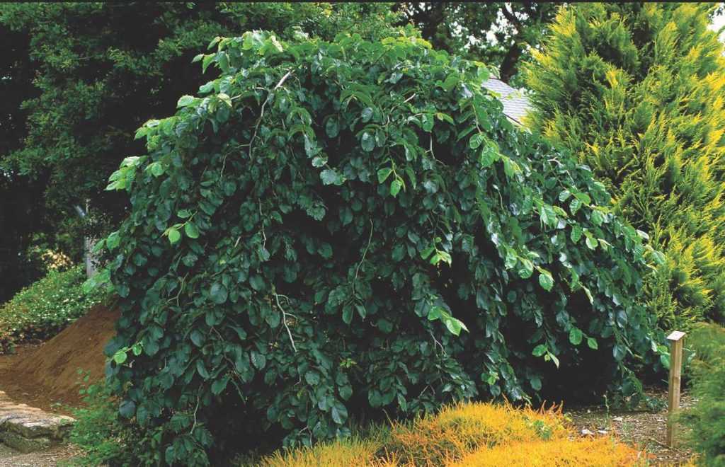 Вяз ulmus parvifolia hokkaido - выращивание из семян!