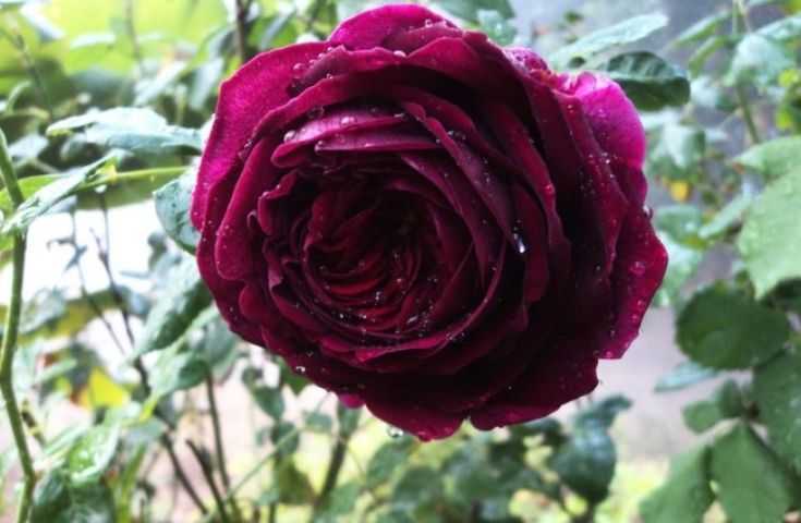 Бордовые розы способны украсить любой участок. Как выбирать темно-бордовые пионовидные и бархатные розы В чем особенность таких цветов, и какие оттенки наиболее распространены Как можно облагородить участок с помощью роз