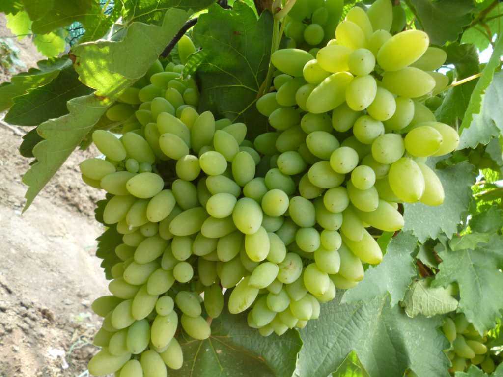 Виноград тимур: розовая и белая разновидность, описание, технология выращивания