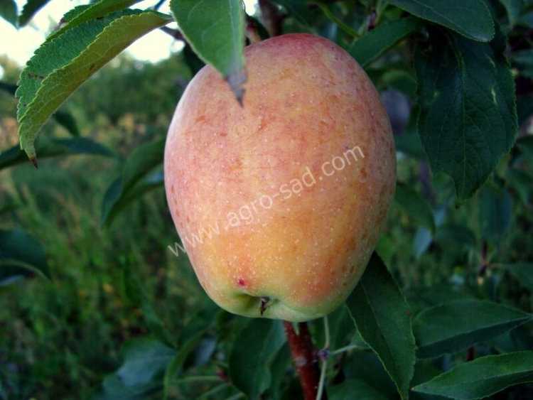 Описание сорта яблони кандиль-синап: фото яблок, важные характеристики, урожайность с дерева
