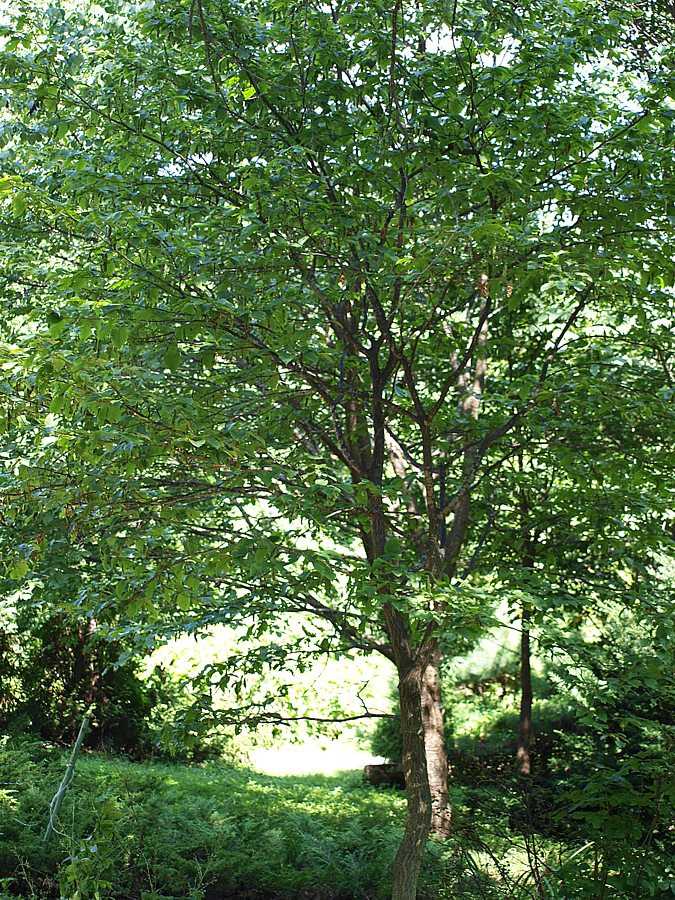 Дерево вяз (карагач): виды, свойства древесины и разведение на участке
