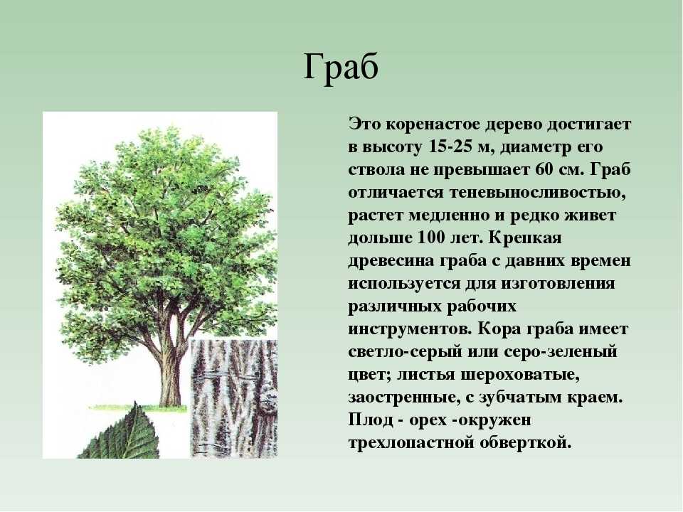 ✅ описание граба, где растёт дерево в россии - сад62.рф
