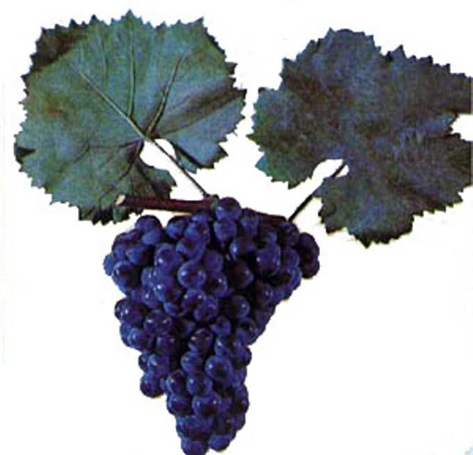 Виноград лора: описание и характеристики сорта, особенности ухода и фото