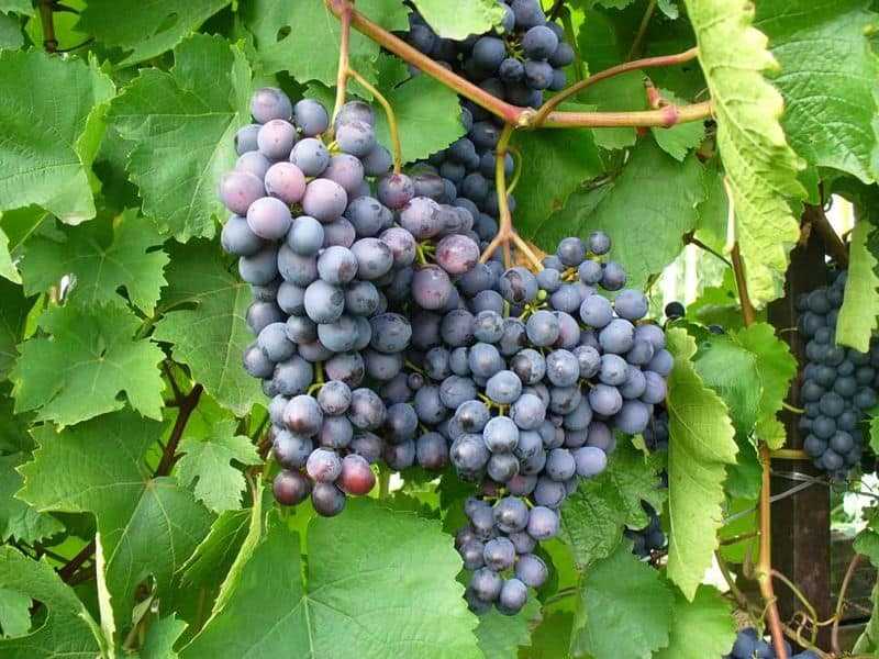 Виноград каберне совиньон: описание и характеристики сорта, особенности ухода и фото