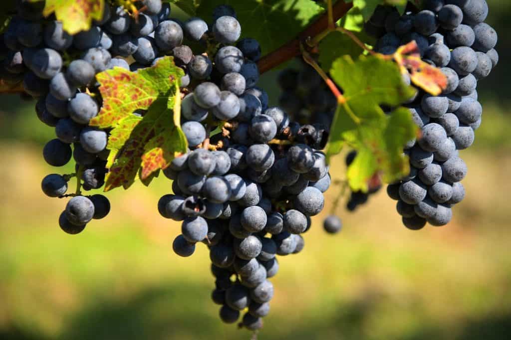 Виноград каберне кортис: описание и характеристики сорта, особенности ухода и фото