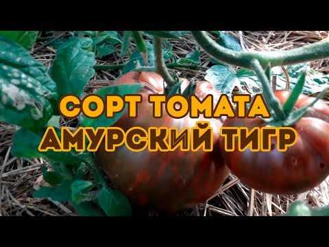 Томат амурский тигр: описание сорта с плодами полосатого окраса и прекрасными вкусовыми качествами