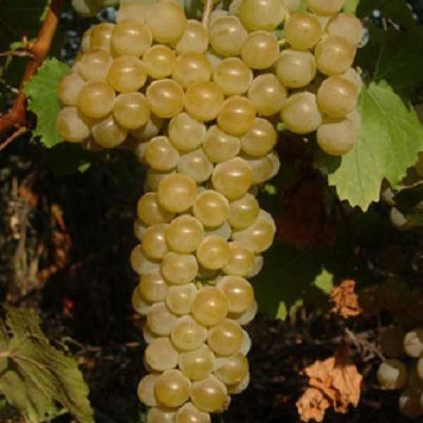 Цитронный магарача — описание сорта винограда и особенности выращивания