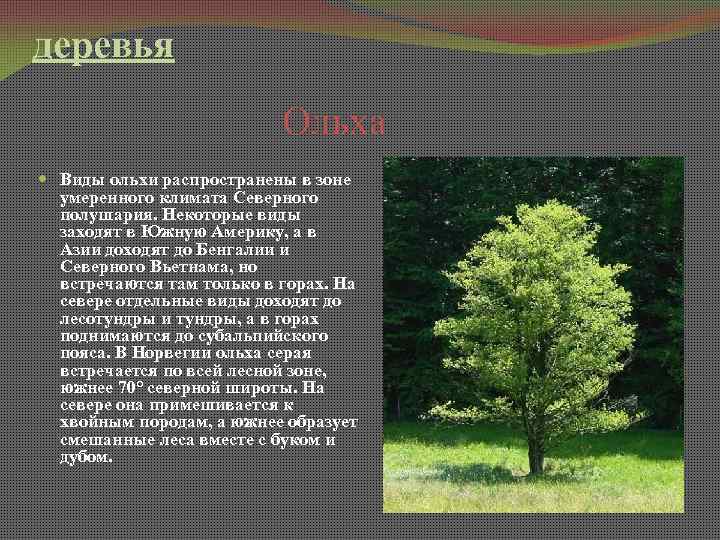 Ольха серая (26 фото): описание ольхи белой, ее листьев и плодов, «лациниата» и другие виды, семейство дерева и ареал