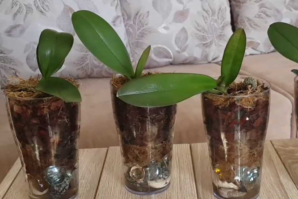Кора для орхидей: как подготовить и использовать?