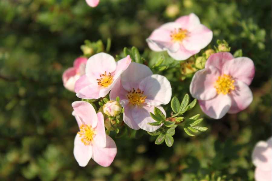 Розовая лапчатка (29 фото): «пинк бьюти», «пинк парадайз» и «пинк квин», выращивание розовой кустарниковой лапчатки