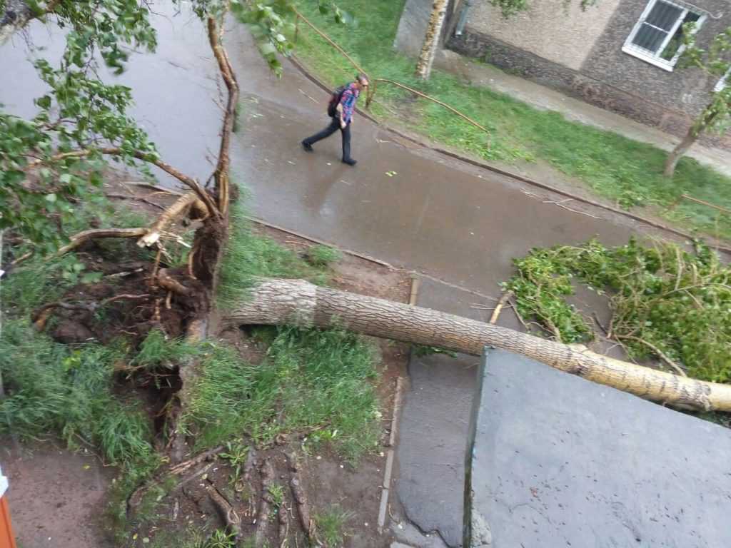 Пробковый дуб где растет в россии