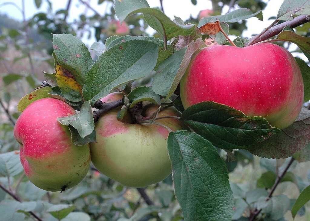 Описание яблони сорта боровинка, выращивание и уход
