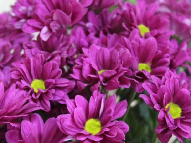 Розовые хризантемы — значение, фото и описание