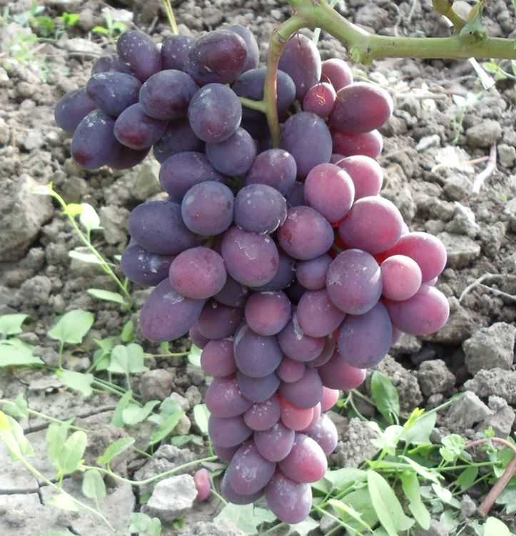Виноград заря несветая: описание и характеристики сорта, особенности ухода и фото