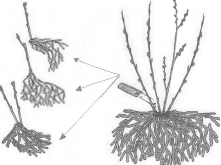 Как размножается астильба: размножение семенами, черенками, делением куста