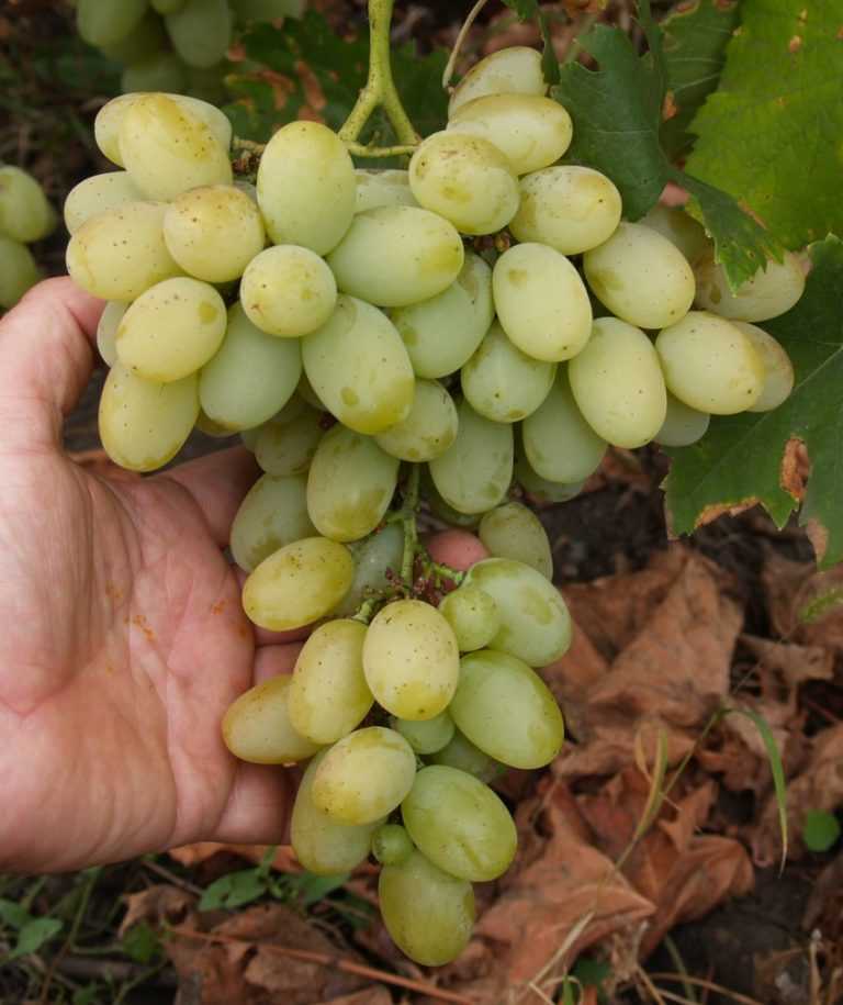 Виноград восторг: характеристики, особенности выращивания и способы посадки морозостойких сортов (95 фото)