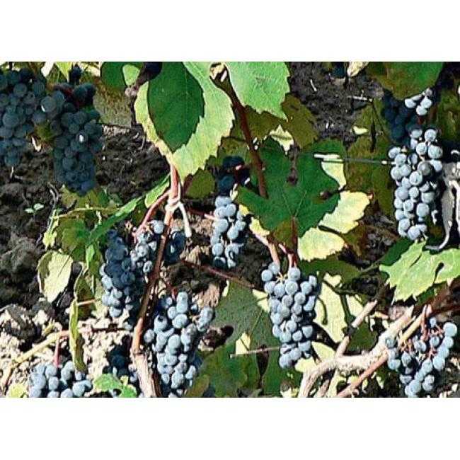 Виноград амурский таежный посадка и уход