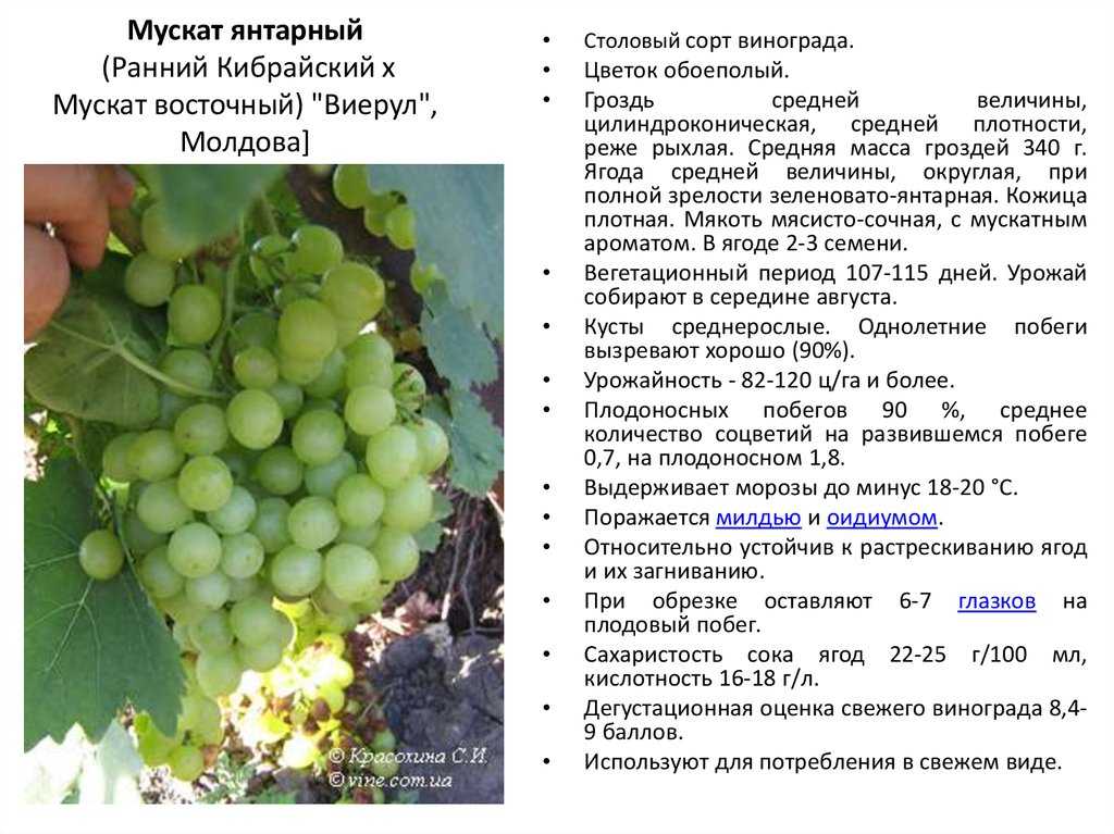 Виноград юбилей новочеркасска: описание и характеристики сорта, особенности ухода и фото