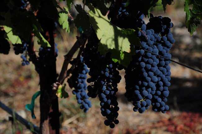 Каберне дорса — виноград