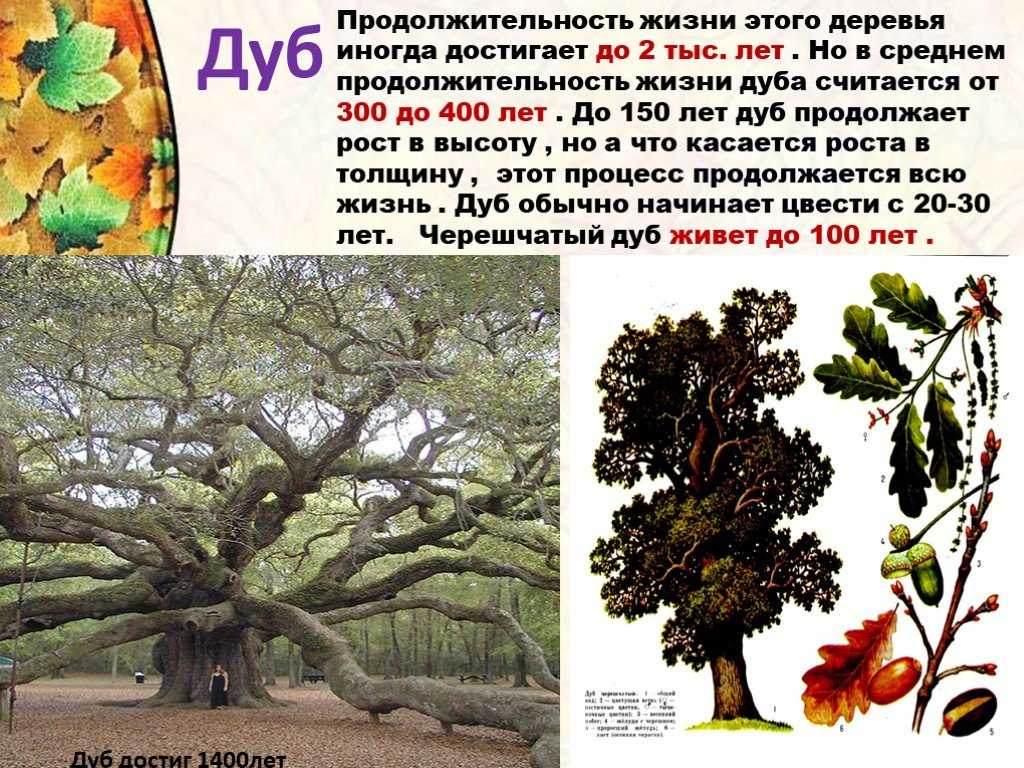 Продолжительность жизни сосны. это интересно знать — продолжительность жизни деревьев. сколько лет живет дерево дуб