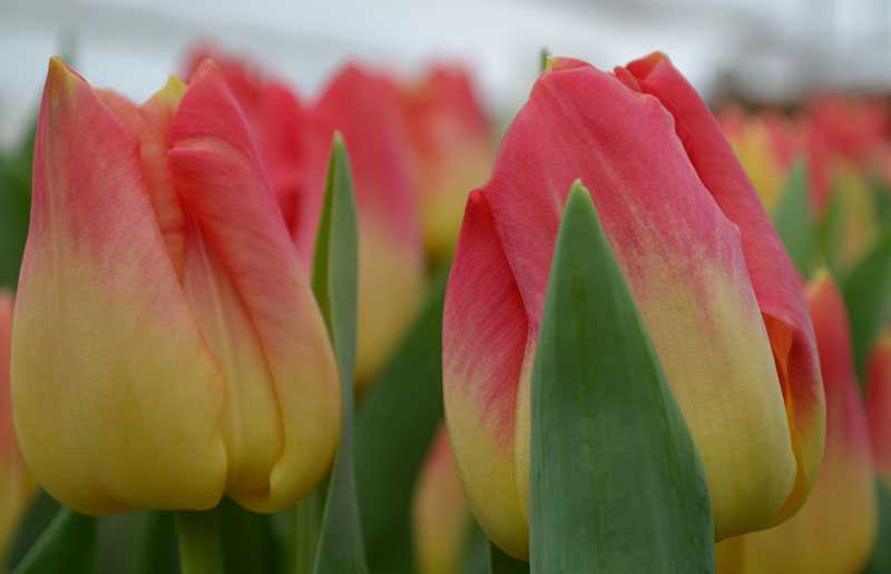 Пионовидные тюльпаны – описание, особенности, цвета, сорта, правила посадки
