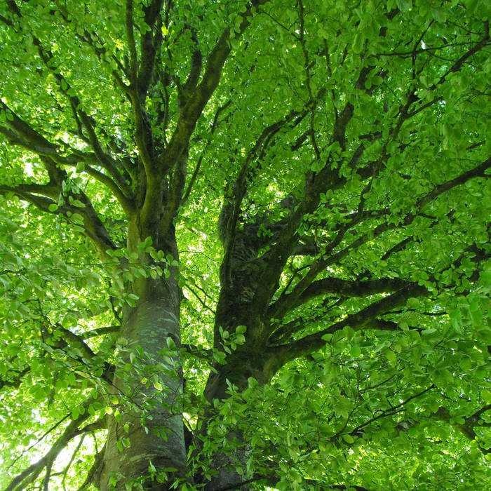 Бук — величественное дерево, распространенное до ледникового периода
