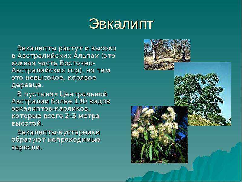 Акация: описание дерева, посадка и уход, выращивание из семян, виды