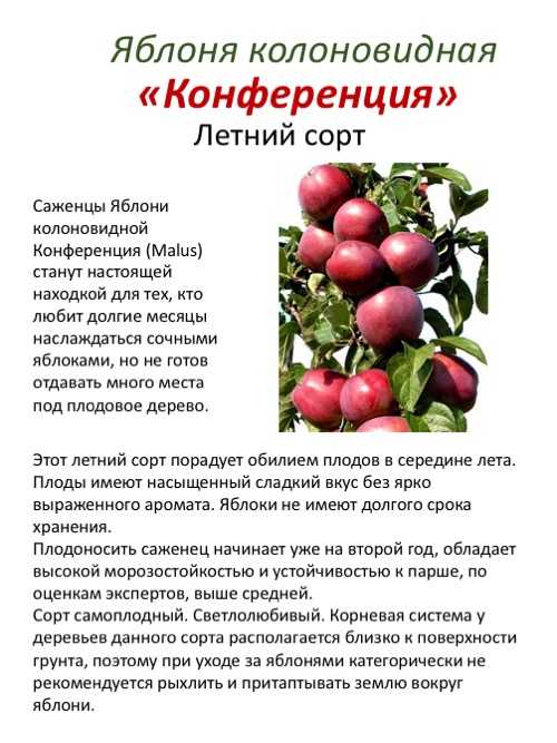 Описание сорта яблони поэзия: фото яблок, важные характеристики, урожайность с дерева