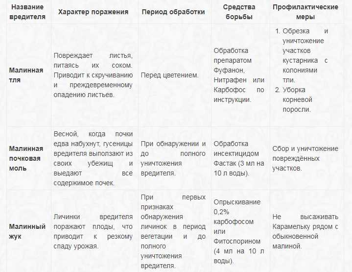 Томат клуша: описание сорта, посадка и выращивание, плюсы и минусы, отзывы | svlenta.ru
