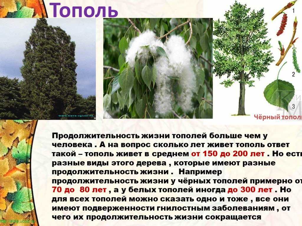 Тополь: фото и описание дерева, продолжительность жизни
