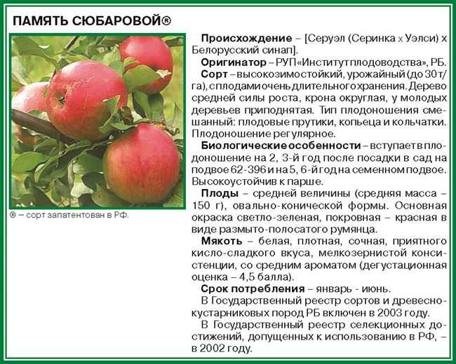 Яблоня беркутовское: описание сорта, фото, отзывы