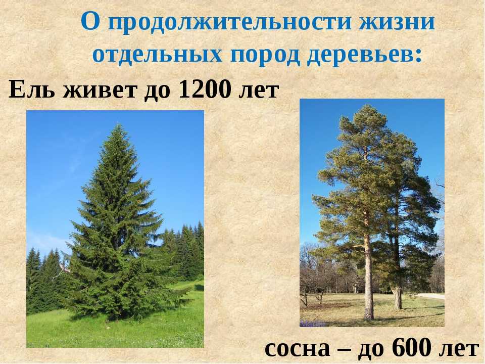 Сколько лет растет дерево в среднем