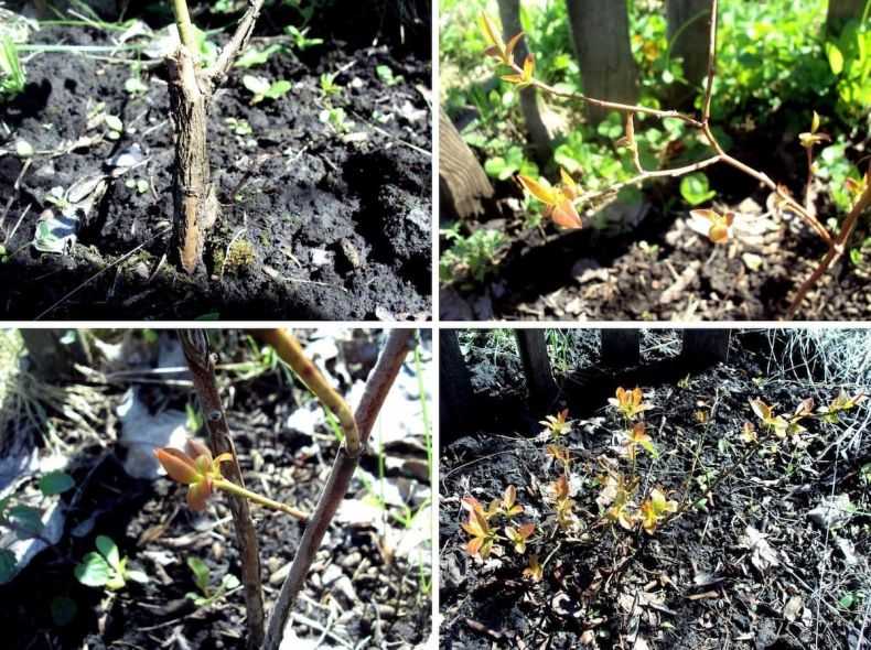 Обрезка барбариса: как сформировать и омолодить растение