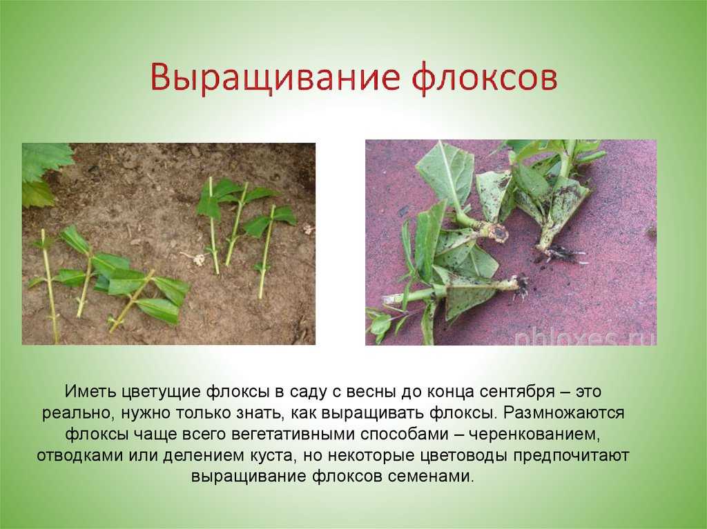 Флоксы многолетники. флокс многолетний: нюансы выращивания из семян, посадки и ухода. уход за флоксами осенью
