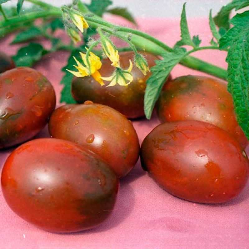 Как правильно выращивать помидоры де барао, описание разновидностей
