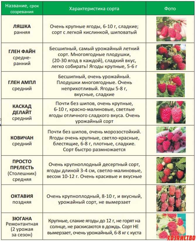 Клубника первоклассница: описание и характеристики сорта садовой земляники, правила выращивания виктории и фото